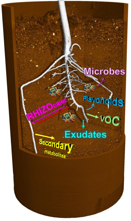 Plant roots release a wide array of chemicals to signal to other organisms and modify soil properties. Examples of different classes of root-derived signals are illustrated in the schematic.