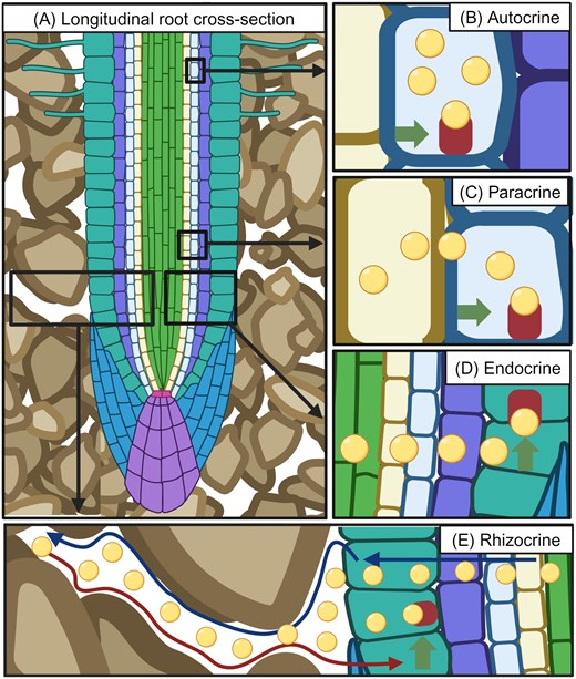 Roots employ several classes of hormones including rhizocrine signals that spend time outside of plant tissues in the rhizosphere. A schematic diagram illustrating (A) a longitudinal cross-section of a root growing in soil, and (B–E) examples of the contrasting modes of action for different hormone classes (denoted as yellow circles) involving (B) autocrine signalling (i.e. acting within the source cell), (C) paracrine signalling (i.e. acting close to the source cell), (D) endocrine signalling (i.e. acting in other organs after long-distance transport), and (E) rhizocrine signalling, where this class of hormone moves outside its root source via the soil (denoted by the blue arrow), returning to the root in response to a soil stress (denoted by the red arrow), triggering an adaptive response, denoted by the green arrow and receptor binding of the hormone signal.