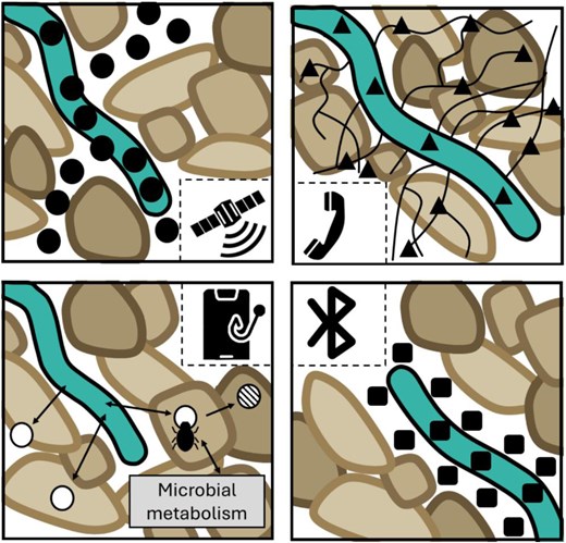 The different signalling modes of action for rhizocrine signals. The top left-hand panel shows the ‘satellite’ class of rhizocrine signal travelling long distances through the soil. The top right-hand panel shows the ‘landline’ class of rhizocrine signal which utilizes mycorrhizae networks to travel via soil to trigger root responses. The bottom right-hand panel shows the ‘Bluetooth’ class of rhizocrine signal where hormone release is limited to the rhizoplane. The bottom left-hand panel shows the process of ‘phone-hacking’ where microbes degrade and alter rhizocrine hormone levels to manipulate adaptive responses by the root.