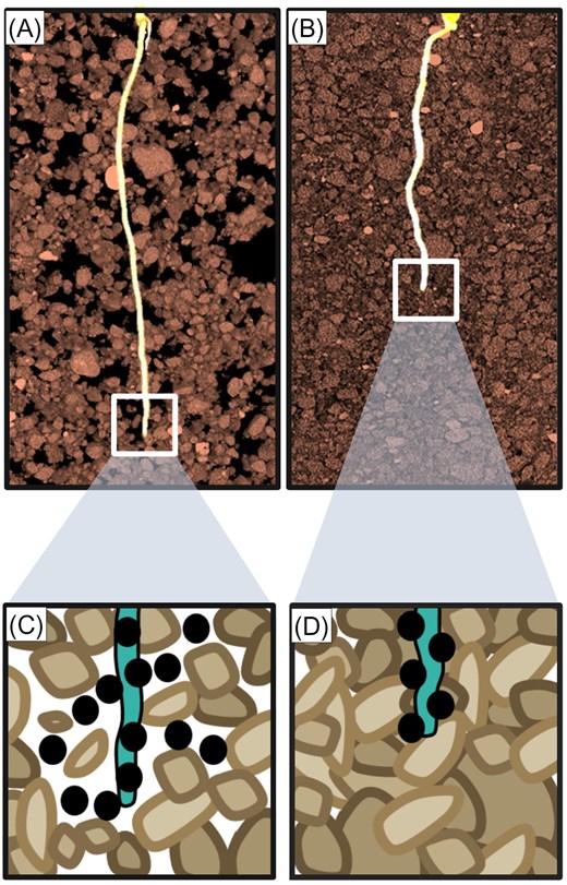 Levels of rhizocrine signals change in response a soil stress such as compaction to trigger a root adaptive response. (A and B) Computed tomography (CT) images showing higher porosity in uncompacted (A) versus compacted soil (B). (C and D) Schematic figures of ethylene diffusion (denoted by black circles) in uncompacted (C) versus compacted (D) soil, illustrating preferential accumulation of ethylene around and in root tissues when roots encounter a region of compacted soil.