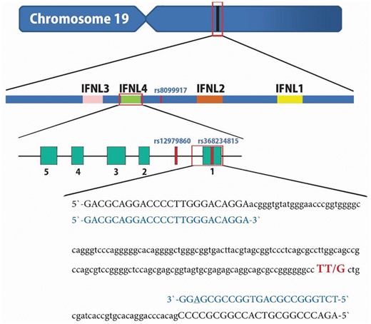Chromosome 19, IFNL4 gene, rs368234815 polymorphism and the primers for polymerase chain reaction–restriction fragment length polymorphism (PCR-RFLP).