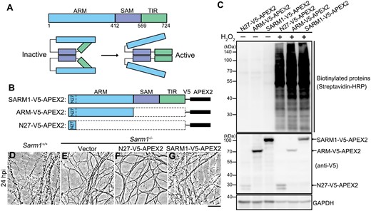 Design and validation of proximal labeling of SARM1-interacting proteins using the APEX2 system.(A) The schematic diagrams of the major functional domains and self-inhibition of SARM1. (B) The FL SARM1-, ARM-, and N27-V5-APEX2 constructs. (C) The expression and biotinylation efficiency in the presence of biotin-phenol and H2O2 in 293T cells were examined by Western blotting. The N27-V5-APEX2 was used as a background control for the mitochondrial localization of the transiently expressed SARM1- and ARM-V5-APEX2 (see Fig. S1). (D–G) Representative phase contrast images of axons of primary DRG neurons derived from the WT (Sarm1+/+) mice (D) or the Sarm1 KO (Sarm1−/−) mice infected with the lentivirus to express the empty vector (E), N27-V5-APEX2 (F) or SARM1-V5-APEX2 (G) at 24 h post injury (hpi). Scale bar: 50 µm.