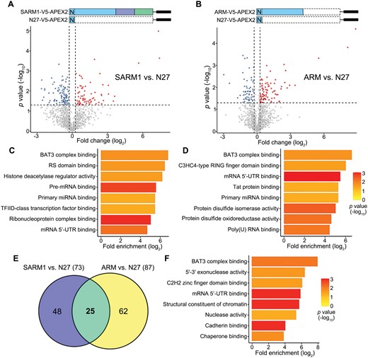 Identification of the SARM1–ARM interacting proteins by mass spec analysis.(A, B) Volcano plots showing the fold change (log2) and p value (−log10) of the SARM1- (A) or ARM- (B) interacting proteins identified in the mass spec analysis (normalized to N27-V5-APEX2). (C, D) The SARM1- (C) or ARM- (D) interacting proteins with fold change > 1.2 and p value < 0.05 in (A, B) are subjected to GO term analysis. The top eight terms of the molecular functions of these proteins are shown (fold enrichment, P value < 0.05). (E) The Venn diagram showing the proteins interacting with the FL SARM1 (73), ARM domain (87), or both (25). (F) The GO term analysis of the 25 SARM1-ARM interacting proteins (fold enrichment, p value < 0.05).
