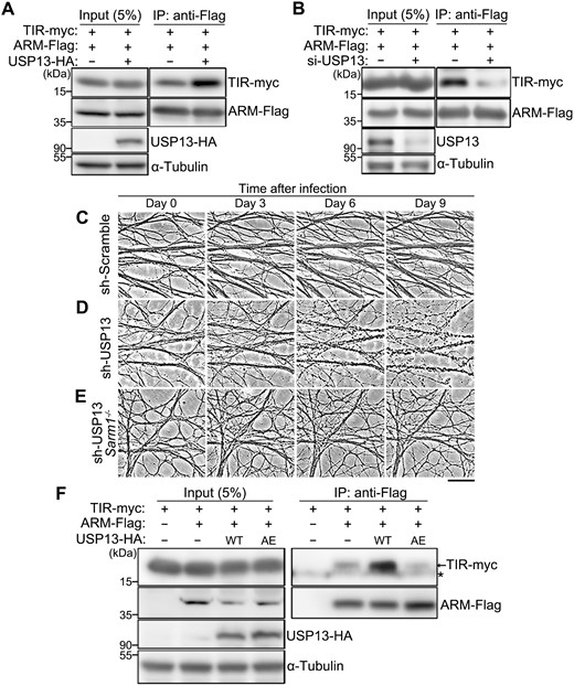 USP13 regulates the ARM–TIR interaction by deubiquitination.(A, B) Representative images of the co-IP assay showing the interaction between the ARM and TIR domains in HEK293T cells, with USP13 OE (A) or USP13 KD (B). The siRNA cocktail containing three independent oligonucleotides (1:1:1) targeting human USP13 is used for USP13 KD (also see Methods and Table S3). (C–E) Representative phase contrast images of axons of in vitro cultured mouse DRG neurons infected with the lentivirus expressing the scramble shRNA (sh-Scramble) (C) or the shRNA against USP13 (sh-USP13) in the WT (D) or SARM1 KO (Sarm1−/−) (E) background. Images are captured live at the indicated time points after lentiviral infection. Scale bar: 50 µm. (F) The co-IP assay indicating the interaction between the ARM and TIR domains is increased by OE of WT but not the inactive mutant (AE) of USP13. The asterisk (*) represents a non-specific band.