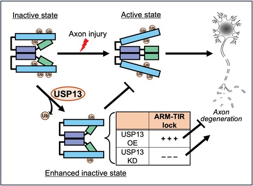 A schematic model of the role and mechanism of USP13 in regulating SARM1 self-inhibition in Wallerian degeneration.In intact axons, SARM1 is maintained in the inactive state by the self-inhibition mediated by the ARM–TIR lock. After axon injury, the ARM–TIR interaction is unlocked, triggering SARM1 activation and the subsequent axon degeneration. The deubiquitinase USP13 reduces SARM1 ubiquitination levels, which increases ARM–TIR interaction and intensifies the SARM1 self-inhibition. As such, USP13 OE enhances the ARM–TIR lock and suppresses injury-induced axon degeneration; whereas USP13 KD diminishes the ARM–TIR inhibition, leading to spontaneous axon degeneration without injury. Ub, ubiquitin; OE, overexpression; KD, knockdown.