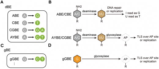 Outcomes and mechanisms of base editing by deaminase-based and glycosylase-based base editors. (A) Outcomes of base editing by various dBEs. (B) Schematic diagram of potential pathway for dBEs. In ABE and CBE, the evolved adenine deaminase and AID/APOBEC-like cytidine deaminase perform conversion of the exposed adenine (A) to deoxyinosine (I) and cytosine (C) to deoxyuridine (U), respectively. The DNA polymerase identifies the resultant “I” as “G” and “U” as “T” during DNA repair or replication. In AYBE and CGBE, MPG and Uracil DNA N-glycosylase (UNG) excises the I or U, respectively, which initiates the base excision repair (BER) pathway within cells, resulting in a broader range of possibilities for base editing outcomes. (C) Outcomes of base editing by gBEs. (D) In gGBE, the engineered glycosylase MPG is designed to eliminate G, then the resulting apurinic/apyrimidinic (AP) site generated is mended through translesion synthesis (TLS) and/or DNA replication processes, resulting in a conversion from G to C or G to T.