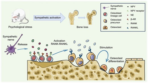 Psychological stress-induced sympathoexcitation leads to bone loss.Activation of sympathetic nerves triggers the release of NE and NPY, which bind to osteoblast β-AR and NPY receptors, initiating the RANK-RANKL pathway and driving osteoclast differentiation, ultimately resulting in bone loss. NE, norepinephrine; β-AR, beta-adrenergic receptor; NPY, neuropeptide Y.