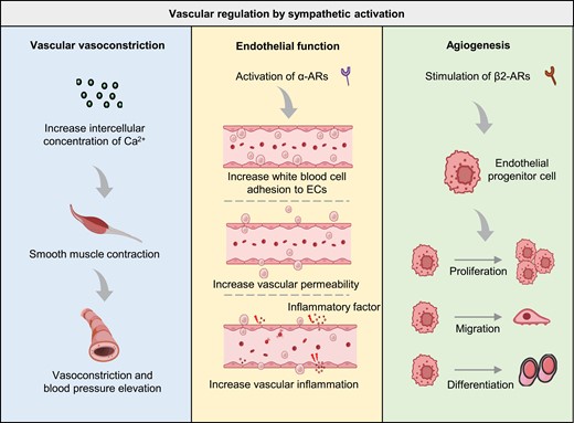 Sympathetic activation governs various aspects of vascular function.Sympathetic activation influences vascular vasoconstriction via Ca2+ concentration modulation. Endothelial functions, including adhesion, permeability, and inflammation, are regulated by the activation of α-ARs during sympathetic activation. Additionally, angiogenesis of endothelial progenitor cells (EPCs) is governed by β2-AR stimulation, which promotes EPC proliferation, migration, and differentiation. α-AR, alpha-adrenergic receptor; β2-AR, beta 2-adrenergic receptor; EPC, endothelial progenitor cell.