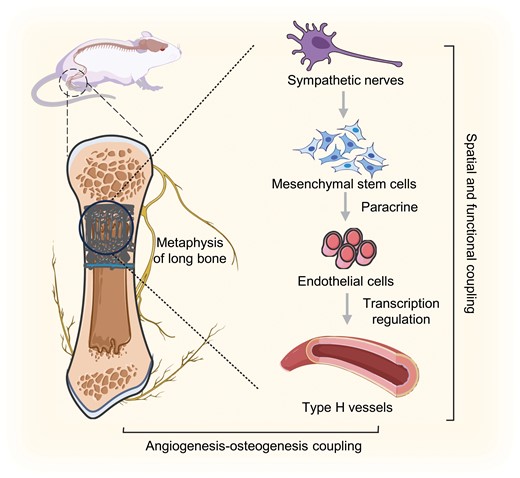 Neurovascular coupling and their regulation in bone homeostasis and regeneration under sympathetic activation.Close spatial connections and functional coupling exist between sympathetic nerves and type H vessels in the metaphysis. Sympathetic activation stimulates MSCs to transcriptionally regulate type H vessel angiogenesis via paracrine effects, subsequently impacting bone homeostasis and regeneration through the coupling of angiogenesis and osteogenesis.