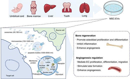 Regulation of angiogenesis and bone regeneration by MSC-EVs.MSCs are derived from various tissues, including the umbilical cord, bone marrow, liver, tooth, and lung. MSC-EVs encompass exosomes, microvesicles, and apoptotic bodies, containing diverse components like proteins and nucleic acids. MSC-EVs are employed for promoting bone regeneration and regulating angiogenesis. MSC, mesenchymal stem cells; MSC-EVs, mesenchymal stem cell extracellular vesicles.