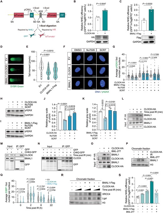 CLOCK and BMAL1 collaborate to potentiate NHEJ repair by promoting XRCC4–Lig4 recruitment, which is dependent on CHK2 activity.(A) Schematic diagram showing the dual-fluorescence reporter for HR-NHEJ efficiency analysis. (B) The effect of CLOCK overexpression on NHEJ efficiency. (C) The effect of BMAL1 overexpression on NHEJ efficiency. For (B) and (C), 5 μg of vectors encoding CLOCK or BMAL1 was transfected together with 5 μg of vectors encoding the I-SceI endonuclease and 15 ng of vectors encoding mTagBFP2 into HCA2-hTERT cells stably integrated with the dual-fluorescence reporter. (D, E) DNA damage in HCA2-hTERT cells introduced with vectors encoding CLOCK, BMAL1 or the empty vector (EV), assessed by comet assay. DNA was stained with SYBR green. Representative images are shown in (D), and the quantification results are shown in (E). (F, G) The average γH2AX foci number per nucleus in HCA2-hTERT cells 6 h post 2 Gy X-irradiation. Cells transfected with indicated vectors were pretreated with 7 μM Nu7026 or 50 μM SCR7 for 12 h before irradiation, and Nu7026 or SCR7 was re-supplemented into the culture medium post irradiation. Representative images are shown in (F) (scale bar: 10 μm), and data are quantified in (G). (H, I) Western blotting analysis of the γH2AX level in HEK293T cells at 4 h post 8 Gy X-irradiation. Cells were transfected with indicated vectors, and treated with either Nu7026 or SCR7 as described above. (J, K) Quantification of the Western blotting results of γH2AX. The gray scale of γH2AX was normalized to that of GAPDH. (L) The interaction between CLOCK and BMAL1 in HEK293T cells at the indicated time point post 8 Gy X-irradiation treatment. (M) Co-IP analysis of the interaction between CHK2 and the circadian factors in HEK293T cells. (N) Analysis of the CLOCK–CHK2 association in HEK293T cells at the indicated time point post 8 Gy X-irradiation treatment. (O) The effect of BML-277 treatment on CLOCK–BMAL1 interaction in HEK293T cells at 20 min post 8 Gy X-irradiation. (P) Western blotting analysis of the endogenous BMAL1 level in the chromatin fraction. Cells were transfected with vectors encoding CLOCK or the empty vector, then irradiated with or without 8 Gy X-irradiation. Chromatin fraction was extracted 2 h post X-irradiation. Cells were treated with BML-277 or the vehicle as indicated. (Q) Fluorescence immunostaining of 53BP1 foci in HCA2-hTERT cells at the indicated timepoint post 2 Gy X-irradiation. Cells were transfected with vectors encoding CLOCK, BMAL1 or the EV. (R) Western blotting analysis of the endogenous XRCC4 and Lig4 level in the chromatin fraction. Cells were transfected with indicated vectors before irradiation and subsequently harvested at 2 min or 10 min post-irradiation. (S) NHEJ efficiency analysis in cells transfected with 4 μg of vectors encoding CLOCK and/or 4 μg of vectors encoding BMAL1 (EV was co-transfected to ensure the total amount of vectors transfected was equal), with or without BML-277 treatment. Data are shown as mean ± SEM in column plots. Student’s t test for (B), (C), (J), (K), and (S), and Mann-Whitney U test for (E), (G), and (Q).
