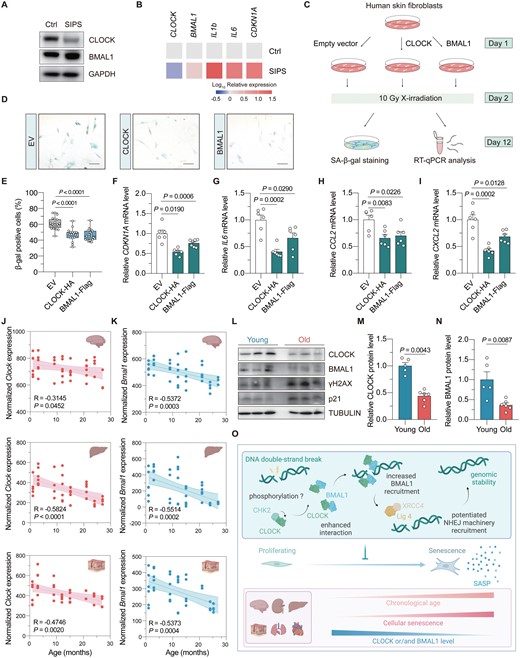 Overexpression of CLOCK and BMAL1 counteracts stress-induced cellular senescence.(A) Immunoblot of CLOCK and BMAL1 in stress-induced premature cellular senescent (SIPS) HCA2-hTERT cells. (B) Heat map showing the mRNA level of the indicated genes in proliferating and SIPS HCA2-hTERT cells. (C) Illustration of the experimental design. Vectors encoding CLOCK or BMAL1 were introduced into HCA2-hTERT cells, followed by 10 Gy X-irradiation treatment. On day 10 post irradiation, cells were subjected to senescence associated β-galactosidase (SA-β-gal) staining or RT-qPCR analysis. (D, E) SA-β-gal staining of cells transfected with CLOCK or BMAL1. Representative images are shown in (D) (scale bar: 100 μm), and data are quantified in (E). (F) RT-qPCR analysis of the mRNA level of CDKN1A upon CLOCK or BMAL1 overexpression. (G–I) The effect of CLOCK or BMAL1 overexpression on the mRNA levels of the indicated SASP genes. (J, K) Age-associated change of Clock and Bmal1 mRNA levels in multiple mouse tissues. The data was extracted from Tabula Muris Senis database, and fitted using the linear regression model. (L–N) Western blotting analysis of the protein level of CLOCK and BMAL1 in the kidney of young (3-month-old) versus old (24-month-old) mice. Each dot represents for one mouse. (O) Working model. Upon the occurrence of DNA DSB, CHK2 interacts with CLOCK and promotes CLOCK–BMAL1 interaction, which depends on the kinase activity of CHK2. CLOCK subsequently facilitates the recruitment of BMAL1 to the DNA damage site, where they facilitate the recruitment of NHEJ machineries to promote NHEJ repair. However, the expression levels of CLOCK and/or BMAL1 decline during the onset of SIPS and chronological aging. Overexpression of CLOCK or BMAL1 antagonizes the onset of SIPS and attenuates the expression levels of SASP factors. Student’s t test for (F–I), and Mann–Whitney U test for (E), (M), and (N). Data are presented as mean ± SEM.