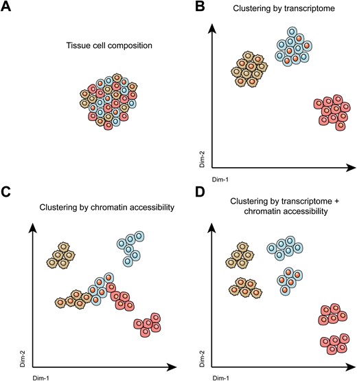 Cell clustering by different single-cell sequencing techniques.Shown are representative illustrations of (A) the complex cellular composition within tissues, (B) cell clustering using scRNA-seq methods, (C) cell clustering by single-cell chromatin accessibility sequencing methods, and (D) cell clustering by combining single-cell transcriptome and single-cell chromatin accessibility methods.