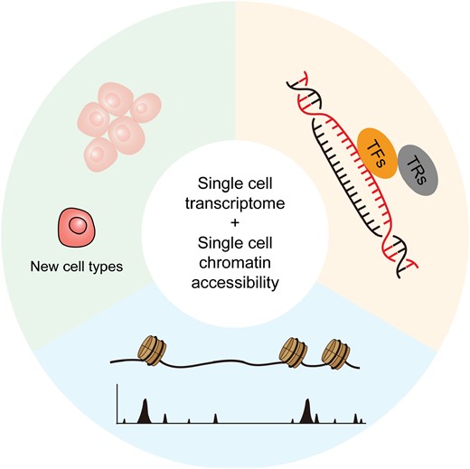 Graphical abstract.Schematic graph showing the application of single-cell transcriptome sequencing and single-cell chromatin accessibility sequencing in tumor investigation, which prompts the identification of tumor-specific chromatin accessible regions, transcription factors (TFs), transcription regulators (TRs), and new cell types.