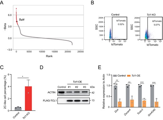 Tcl1 absence influences metabolic shifts and activates totipotency gene transcription in mESCs. The figure includes a genome-wide CRISPR/Cas9 screen identifying Tcl1 as a top candidate, flow cytometry analysis of MERVL-tdTomato-positive subpopulations in Tcl1 KO and WT mESCs, Western blot analysis of Tcl1 overexpression effects, and qPCR analysis of 2C gene expression in WT versus Tcl1 OE mESCs.