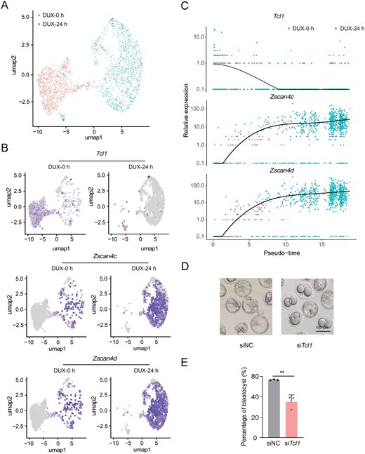 Tcl1 perturbation activates 2C genes and arrests mouse early embryo development. The figure includes UMAP plots showing overall cell distribution and expression of Tcl1 and 2C genes in single-cell transcriptome data, pseudo-time analysis of gene expression across developmental stages, and representative images and bar graphs of blastocyst development following Tcl1 siRNA or control siRNA injection.