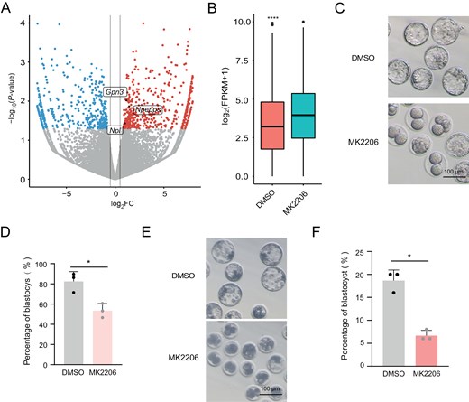 Zygotic repression of AKT compromises the totipotency-to-pluripotency transition. The figure includes a volcano plot of DEGs in late 2C embryos treated with MK2206, expression analysis of ZGA genes, representative images of blastocyst development in mouse and pig embryos, and bar graphs quantifying blastocyst formation rates.