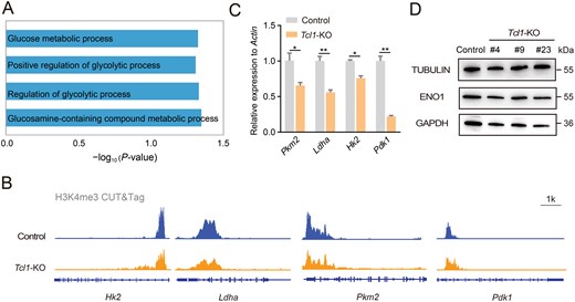 Tcl1 influences metabolic shifts, altering cell fate. The figure includes GO analysis of metabolic pathways in Tcl1 KO versus WT mESCs, H3K4me3 modifications at glycolysis genes, and qPCR and protein expression analysis of glycolysis-related genes.