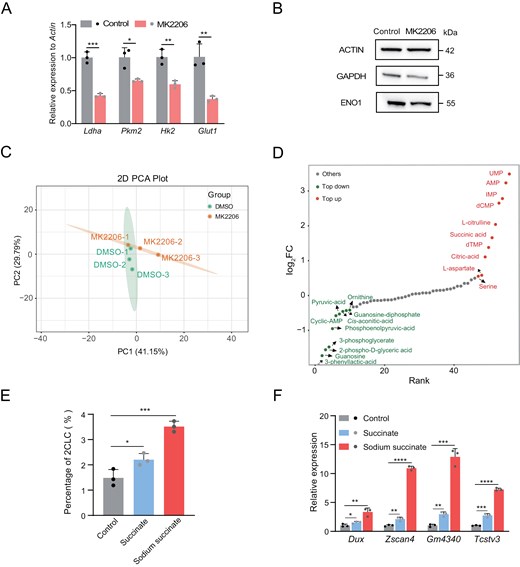 AKT, as a downstream effector of Tcl1, influences glycolysis and metabolite alterations. The figure shows gene and protein expression changes upon MK2206 treatment, metabolomic analysis highlighting differentially abundant metabolites, and the effect of succinate on MERVL-tdTomato expression and totipotency gene levels in mESCs.