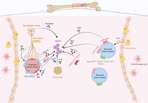 The major components of bone marrow niche for HSPCs. An overview cell types and major niche factor of bone marrow. Vascular endothelial cells and perivascular mesenchymal cells secrete niche factors, including SCF, CXCL12 and others, to control the maintenance, mobilization, and proliferation of HSPCs. Nerves can release noradrenaline (NE) and dopamine to indirectly or directly bind to their corresponding receptors in mesenchymal cells and HSPCs, respectively. Other niche factor could be released from adipocyte and osteolineage cells.