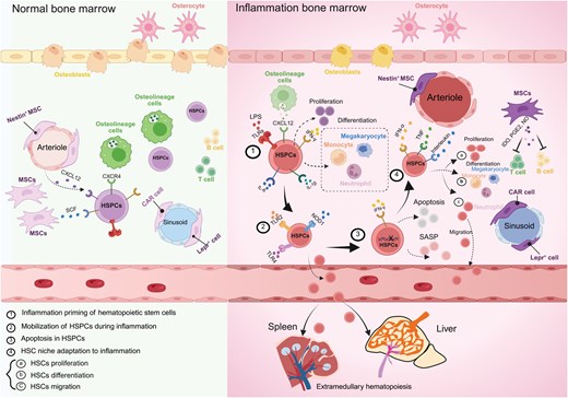 Comparison of normal and inflammatory bone marrow. Inflammation induces priming, mobilization and apoptosis of hematopoietic stem and progenitor cells. The hematopoietic change is coupled with adaptation of bone marrow niche.