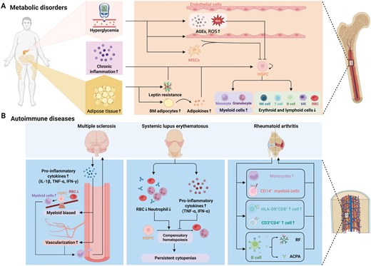 Metabolic disorder and autoimmune disease influences hematopoiesis and bone marrow niche. (A) Metabolic disorders associated with hematopoietic disorders include hyperglycemia, chronic inflammation and adipose tissue increase. These disorders influence release of niche factor from adipocyte leading to myeloid cell overproduction and decrease of red blood cell and lymphoid cells. (B) Autoimmune diseases associated with hematopoietic disorders include MS, lupus erythematosus, and RA. These disorders have their unique influence to hematopoiesis and bone marrow niche.