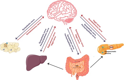 Neuroanatomical distribution in peripheral metabolic organs. The ANS consisting of SNS and PSNS relays information from the CNS to peripheral organs. Somatosensory nerves and vagal sensory nerves deliver peripheral information to the CNS. The right phrenic nerves are mixed nerve bundles containing motor, sympathetic, and somatosensory nerves and innervate the liver. The ENS senses and integrates intrinsic information within the intestine, receives neural input from the CNS, and transmits information to the CNS, sympathetic ganglia, pancreas, and gallbladder. Within the pancreas, in addition to receiving the information from ANS and ENS, the intrapancreatic neurons signal to islets as well as exocrine tissue.