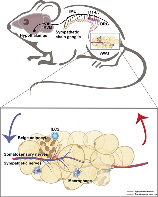 A neuroanatomical model illustrates the sympathetic and somatosensory innervation in the iWAT. The hypothalamic neurons project axons to neurons within the rostral ventromedial medulla (RVM) at the brain stem, which then extend nerves to the sympathetic preganglionic neurons of the intermediolateral nucleus (IML) in the spinal cord. In turn, the preganglionic neurons relay the signal to the sympathetic chain ganglia and further to the iWAT. The somatosensory nerves within the iWAT transmit the peripheral signal to the DRG at the thoracolumbar level (T11-L3).