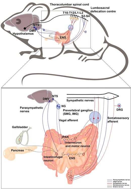 Neural innervation in the intestine. The intestine receives sympathetic and parasympathetic efferent, somatosensory and vagal afferent, and is innervated by ENS. The sympathetic preganglionic neurons reside in the IML in the thoracolumbar spinal cord (T10−T12, L1−L2), which project to the prevertebral ganglia including superior mesenteric ganglion (SMG) and inferior mesenteric ganglion (IMG). The postganglionic sympathetic nerves enter the intestine. The parasympathetic nerves originate from the DMV and lumbosacral spinal cord (S2−S4). The vagal afferent neurons and somatosensory afferent neurons innervate the intestine and their cell bodies are located in NG and DRG, respectively. The intestine contains complete reflex circuits of the ENS (interneurons and motor neurons in yellow, IPANs (sensory neurons) in purple). Pathways from the intestine project outwards from intestinofugal neurons (in red) to the CNS, sympathetic ganglia, pancreas, and gallbladder.