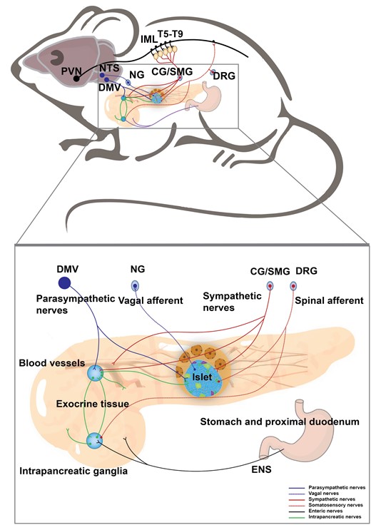 Neural innervation in the pancreas. A schematic shows that the pancreas receives sympathetic and parasympathetic efferent, spinal and vagal afferent, and innervation from the ENS. The neurons in the PVN delay signal to the sympathetic preganglionic neurons of the IML in the thoracic spinal cord (T5−T9), which project to the CG and SMG. The postganglionic sympathetic nerves enter the pancreas and mainly innervate islets and blood vessels. The parasympathetic nerves originate from the DMV and innervate islet and intrapancreatic ganglia. The vagal afferent neurons travel into islets and their cell bodies are located in NG. The spinal sensory afferent fibers with cell bodies in DRG predominantly innervate the exocrine pancreas. Meanwhile, the intrapancreatic ganglia and exocrine pancreas receive inputs from the ENS.