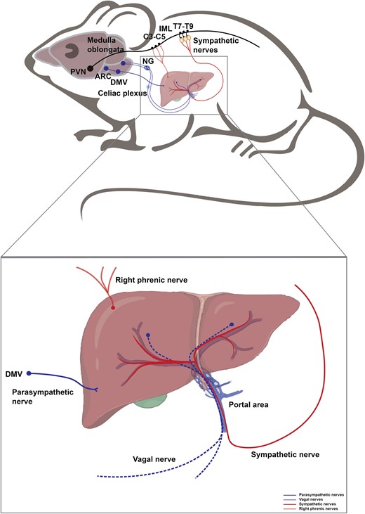 Neural innervation in the liver. The liver is innervated by sympathetic and parasympathetic nerves, vagal nerves, and right phrenic nerves. Hypothalamic PVN neurons descend to activate the sympathetic preganglionic neurons of the IML in the thoracic spinal cord (T7−T9), which further relay the signal to the liver inwards. POMC+ neurons in the ARC project to the DMV, which further delivers information into the liver via parasympathetic fibers. Hepatic vagal fibers convey intra-liver information outwards into the medulla oblongata through NG. The liver is also innervated by the right phrenic nerves, which arise from the anterior rami of C3−C5 spinal nerves, consisting of mixed motor, somatosensory nerves, and sympathetic fibers.