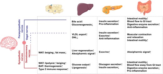 Summary of the functions in peripheral metabolic organs by each neuronal component, including adipose tissue, liver, intestine, and pancreas, illustrated alongside sympathetic nerves (red line), parasympathetic nerves (blue line), vagal nerves (blue dotted line), and somatosensory nerves (red dotted line). WAT, white adipose tissue; BAT, brown adipose tissue; VLDL, very low-density lipoprotein; DNL, de novo lipogenesis; GI tract, gastrointestinal tract.