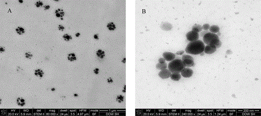 STEM images of the sections collected from two-stage latex embedded inside AC 261: (A) overview image of 100 nm section and (B) high magnification image of 100 nm section.