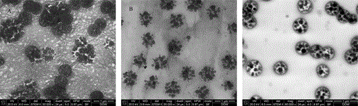 STEM images of the two-stage latex embedded by different materials: (A) embedded by PEO, (B) embedded by CMC, and (C) embedded by HEC.