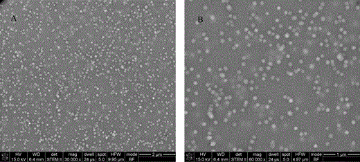 STEM images of a BA-MMA copolymer latex with particle size around 100 nm: (A) overview image and (B) high magnification image.