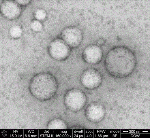STEM images of the BA-MMA copolymer latex/nano silica composite.