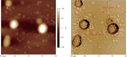 AFM height image and phase image of the BA-MMA copolymer latex/nano silica composite: (A) height image and (B) phase image.