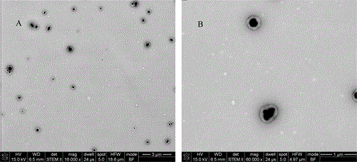 STEM images of TiO2 encapsulated by BA-MMA copolymer latex: (A) overview image and (B) high magnification image.