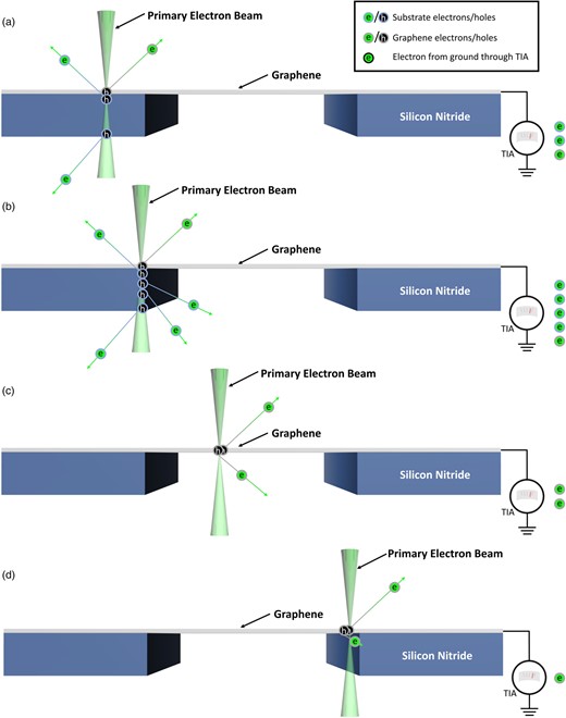Schematic showing the mechanisms behind the different intensities measured in SEEBIC images as the graphene transitions from supported to suspended. (a) When the e-beam is on the graphene on SiNx, signal comes from SEs emitted from both graphene and the SiNx; (b) at the edge of the SiNx, electrons can also be emitted from the full thickness of the SiNx, resulting in a substantially higher SE signal; (c) when the e-beam is on the suspended graphene, only the graphene and any contamination contribute to the SEEBIC signal; (d) finally, as the e-beam is on the graphene, but near the SiNx, some SEs (approximately ¼) will have a trajectory that leads them to be absorbed by the substrate, resulting in a decreased signal.