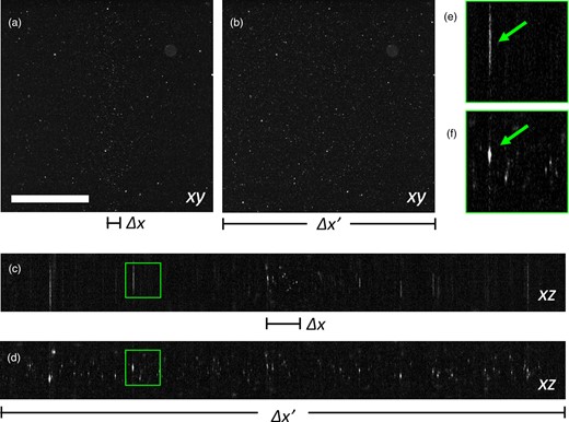 Reconstruction at 5× magnification of fluorescence beads. (a) Plane xy without field of view extension. (b) Plane xy with field of view extension. (c) Plane xz without field of view extension. (d) Plane xz with field of view extension. (e) Magnified detail of the green square in panel (c). (f) Magnified detail of the green square in panel (d). The green arrows indicate the same bead aggregate, visualized differently with the two modalities. Scale bar is 1 mm.