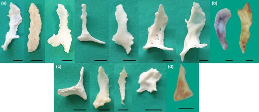 Gross anatomy. (a,b) Ossa cordis dextrum from the Holstein-Friesian and Egyptian Baladi cattle, respectively. (c,d) Ossa cordis sinistrum from the Holstein-Friesian and Egyptian Baladi cattle, respectively. Scale bars represent 1 cm.