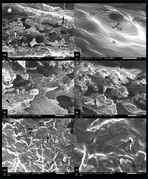 Scanning electron microscope cross section of cattle Ossa cordis dextrum. (a) Cross section through Ossa cordis and cartilage layer and (b) Cartilage surrounding the Ossa cordis. (c–f) Inner structures of Ossa cordis. Bm, bone marrow space/medullary cavity; C, canaliculi pore; Cb, cortical bone; Cc, cartilage covering the Ossa cordis; Cp, circular large pores on the flat trabecular bone; Dp, dome-shaped projections of cartilage; Ep, elliptical shaped pores; Ip, irregular pores in the cortical bone on the external surface; Is, irregular external surface of the cartilage surrounding the Ossa cordis; Mr, Micro-ridges—forming in irregular/nonuniform directions; Tb, trabecular bone—flat and wide shaped.