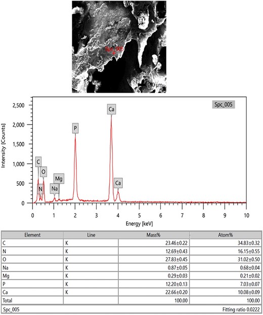 SEM-EDX investigation of the Ossa cordis dextrum trabeculations. SEM-EDX image, graphical representation, and table of elements and their masses. The expressed elements were oxygen, carbon, calcium, nitrogen, phosphorus, sodium, and magnesium.