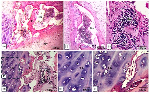 Overview of Ossa cordis dextrum histology using H&E staining. Note the chondrocytes surrounding the cortical bone and trabeculations. Bm, bone marrow space/medullary cavity; Ch, chondrocytes; My, myocardium; Os, osteocytes; Tb, trabeculation.
