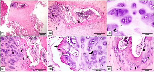 Histological characterization of Ossa cordis dextrum using H&E. (a,b) The Ossa cordis dextrum consisted of trabecular bone tissue. Hyaline cartilage covered the surface of the bones. Hyaline cartilage (h) and the outer fibrous tissue were joined by fibrocartilage (f). (c–e): Chondrocytes (double arrowheads) were found in the hyaline cartilage (h) and were surrounded by cartilage matrix. Intracartilaginous ossification (arrow) was observed adjacent to bone growth, which was located inside the cartilage gap following chondrocyte death. Growth of bone tissue (arrow) was seen adjacent to the hyaline cartilage in e. Note that osteoclasts (double arrows) had many nuclei and an acidophilic cytoplasm. (f) Take note of the osteocytes (arrowheads) and chondrocytes (double arrowheads).