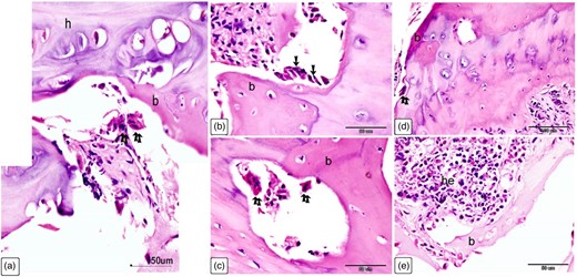 Cellular characterization within Ossa cordis dextrum using H&E. (a) The Ossa cordis dextrum consisted of trabecular bone tissue (b), with hyaline cartilage (h) and osteoclasts (double arrows). (b) Osteoblasts (arrows) were present on the surface of bone trabeculae (b). (c) Osteoclasts (double arrows) were present within the Howship's lacunae and osteoprogenitor cells were present in the periosteum. (d) Osteoclasts (double arrows) were also observed in the bone marrow space. (e) Hematopoietic filled the holes within the bone marrow located between the trabeculae bone (b).