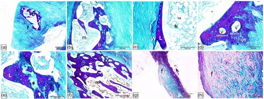 Histological characterization of Ossa cordis dextrum using Crossman's trichrome. (a,b) The Ossa cordis dextrum consisted of trabecular bone (b) with fibrous tissue (f) around it and bone marrow (m). (c) The bone trabeculae contained both lamellar bone (L) and peripheral woven bone (W). Hematopoietic tissue (h) and adipocytes (fat) were present in the marrow cavity. (d) The osteons present in the trabecular bone also differentiated it from the woven bone (W). (e) The trabecular bone had bone lamellae that were strongly stained and interstitial lamellae that were lightly stained (asterisk). (f) The Ossa cordis had a thick trabecular bone wall and vascular spaces that connected to each other. (g,h) Fibrocartilage connected the Ossa cordis to the fibrous tissue (f) around it.