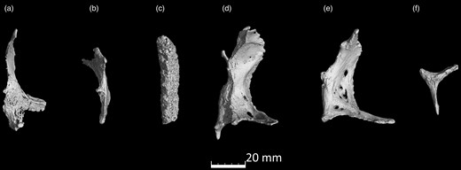 microCT scans of Ossa cordis dextrum. (a–f) Six Ossa cordis dextrum exhibiting the differing bone shapes observed in different individuals.