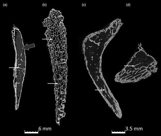 microCT scans of the internal trabeculation of Ossa cordis dextrum. (a–d) Three different Ossa cordis dextrum indicating trabeculations (small white arrow) and bone marrow (gray arrow). (c,d) The same sample with sections extracted from the middle and cranial parts of the Ossa cordis.