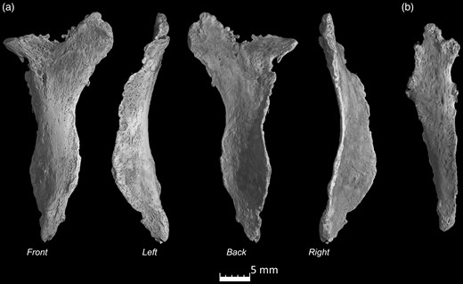 microCT scans of the Ossa cordis sinistrum. (a) Ossa cordis sinistrum from four angles high resolution and (b) lower resolution of another Ossa cordis sinistrum.